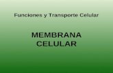 Transporte y membrana celular