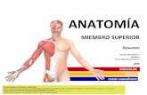 Anatomía   resumen músculos - miembro superior