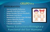 Estructura Biológica y Funcional del Ser Humano