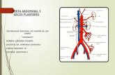 Aorta abdominal y arcos plantares