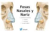 Anatomía Fosas nasales y nariz