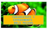 Curiositats i experiments