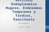 Retículo endoplásmico rugoso; endosomas tempranos y tardíos; endocitosis y exocitosis