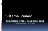 Histología del Sistema urinario 2015