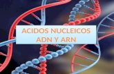 Presentacion informatica (acidos nucleicos) mariana morelos