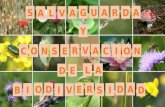 Salvaguarda y Conservacion de la Biodiversidad