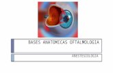Bases anatomicas oftalmologia