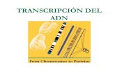 Extra clase 16 transcripcion y traduccion dna 2.0