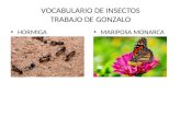 Vocabulario de insectos