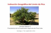 Situación actual del Limón de Pica: producto con Indicación Geográfica en Chile. Giorgio Napoli. Presidente Cooperativa Agrícola de Pica (spanish)