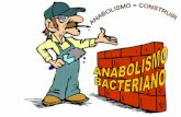 3. anabolismo bacteriano   dra ana ruiz