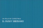 El husky siberiano   presentación curso on line