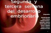 Segunda y tercera semana del desarrollo del embrion