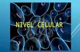 Nivel Celular. Biología Contemporánea
