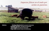 Impactos físicos en el suelo por  cerdos en pastoreo