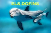 Conferencia 2017 eloi_dofins