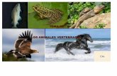 Temas 10 vertebrados