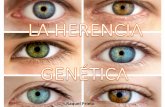 La herencia genética conceptos básicos