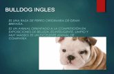 Bulldog ingles-diapositivas