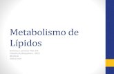 Curso Bioquímica 19-Metabolismo lípidos