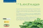nº 3 2005 La Lechuga - · PDF fileLa Lechuga 3 Variedades Se distinguen 6 gruposde lechugas, a los cuales pueden corresponder aptitudes de cultivo particulares: Lechugas que no forman