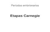 23 etapas embrionarias del Carnegie - uaz.edu.mx · PDF filefase embrionaria • Consta del período comprendido desde la fertilización del óvulo y hasta aproximadamente 56-60 días