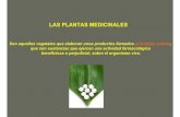 LAS PLANTAS MEDICINALES - · PDF fileLOS ÓRGANOS ÚTILES, O DROGAS, DE LAS PLANTAS MEDICINALES Hoja: asiento de todas las síntesis químicas vegetales, es la parte más empleada,