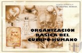 ORGANIZACIÓN BÁSICA DEL CUERPO HUMANO - … 2 organizacion basica... · •Estructura y función tisular •Órganos y sistemas ... UD 2.- ORGANIZACIÓN BÁSICA DEL CUERPO HUMANO