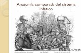 Anatomía comparada del sistema linfático. · PDF fileAnatomía comparada del sistema linfático. Geraldine Vásquez Pergolessi Lic. Biología Viernes 29 de Junio, 2012