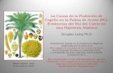 La Causa de la Pudrición de Cogollo en la Palma de Aceite ...lapalmadeaceite.wikispaces.com/file/view/Presentacion+Pudricion+de... · (Cumural, Meta, Colombia) en 2003 y su apoyo