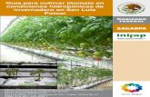 Guía para cultivar jitomate en condiciones hidropónicas de ... · PDF fileGuía para cultivar jitomate en condiciones hidropónicas de invernadero en San Luis Potosí Instituto Nacional