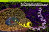 GENETICA y BIOLOGIA MOLECULAR - …depa.fquim.unam.mx/amyd/archivero/Clase01_26215.pdf · GENETICA y BIOLOGIA MOLECULAR Dra. Tzvetanka Dimitrova Dinkova Lab 103, Depto. Bioquimica,