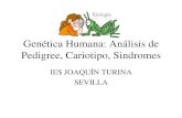 Genetica Humana: Análisis de Pedigree · PDF fileLigado a X dominante • Si una mujer es heterocigota (XAXa) ... • 1-22 # cromosomas • X Cromosoma X ... Genetica Humana: Análisis