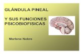 GLÁNDULA PINEAL Y SUS FUNCIONES …amecolombia.org/conferencias/glandula_pineal_y_sus_funciones.pdf · Envejecimiento Sueño/Vigilia ... sistema endocrino. PINEAL 2 –Preside los
