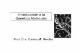 Introducción a la Genética Molecular - · PDF filebiol. molecular Solo evidenciamos la patología viable!!! ADN nuclear • genoma: 6 x 10 9 pb •23 pares de cromosomas 44 autosomas