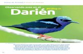 vistas de Panamá / Views of Panama Darién Birding in Darien.pdf · Kevin Mccarthy. 36 M i linterna de cabeza ilumina el ... único que interrumpe a la carretera Panameri-cana en