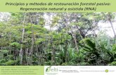 Principios y métodos de restauración forestal pasiva ...elti.fesprojects.net/2015_AguaSalud/Charla5.pdf · siembra en parches para crear isla: mejorar condiciones para aumentar