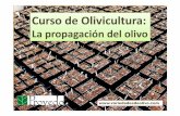 Curso de Olivicultura - Variedadesdeolivo.com de olivicultura. La... · PRINCIPIOS FUNDAMENTALES EN LA PROPAGACIÓN DEL OLIVO: 2) Las plantas se comercializan y trasplantan con sustrato,
