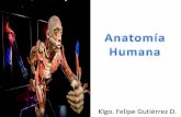 Introducción a la Anatomía · PDF file• Plano medio: es el plano vertical que pasa longitudinalmente a través del cuerpo, dividiéndolo en dos mitades: derecha e izquierda. •