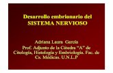 Desarrollo embrionario del SISTEMA NERVIOSO 31 Desarrollo se... · como el desarrollo de prolongaciones ... Núcleo eferente visceral especial Nervios trigémino (V) ... División