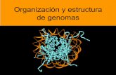 Organización y estructura de genomas - …depa.fquim.unam.mx/amyd/archivero/08Genomas_24948.pdf · Estructura del nucleosoma ... transcribibles en el genoma. Eucromatina: Segmentos