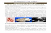 Anatomía ecocardiográfica: estructuras anatómicas y vistas ... · PDF filecámara fotográfica digital Nikon Coolpix 5000 y procesadas con Adobe Photoshop 7.0. ... La sección se
