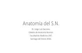 Anatomía del SN. -  · PDF fileDesarrollo del S.N.C. •EMBRIOLOGÍA DEL SISTEMA NERVIOSO CENTRAL. ... Histología. •Neuronas. •Glía. ... Tejido nervioso. •Sustancia gris