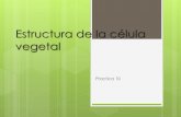 Estructura de la célula vegetal - Rodrigo Beasrodrigobeas.com/biologia/wp-content/uploads/2015/11/Estructura-de... · En cambio en las plantas vasculares, ... •Tallo: Eje de la