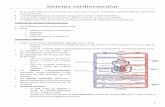 Sistema cardiovascular - Nursing notes UB · PDF file1 Sistema cardiovascular És un sistema de tubs interconectats (els vasos) per on circula un fluid (la sang) bombejat per una bomba