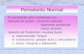 Enfermedad Periodontal | Dra Liliana Missana y colecaths1.s3.amazonaws.com/anatomiapatologicaodontount/1197288918... · Periodonto Normal El periodonto esta constituido por Aparato