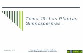Tema 19: Las Plantas Gimnospermas. - Escuela Técnica ... PDF/Tema 19 Gimnospermas.… · 5. 4. Cono florífero masculino. Pinos silvestres en el Parque Nacional de Aigües Tortes.