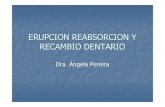 ERUPCION REABSORCION Y RECAMBIO DENTARIO · PDF fileLas piezas dentarias inician su desarrollo intramaxilar y terminan extramaxilar. Etapa eruptiva prefuncional La fase eruptiva prefuncional