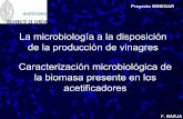 La microbiología a la disposición de la producción de … WINEGAR F. BARJA. 0 2 4 6 8 10 12 ... dépend de l’espèce) bactéries - + - ... La microbiología a la disposición