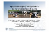 Epidemiología y diagnóstico de la tuberculosis bovina · PDF fileEpidemiología y diagnóstico de la tuberculosis bovina J. Álvarez, L. de Juan, B. Romero, E. Castellanos, J. Bezos,